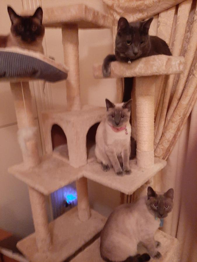 Catmosphere 2 Las Vegas Eksteriør billede