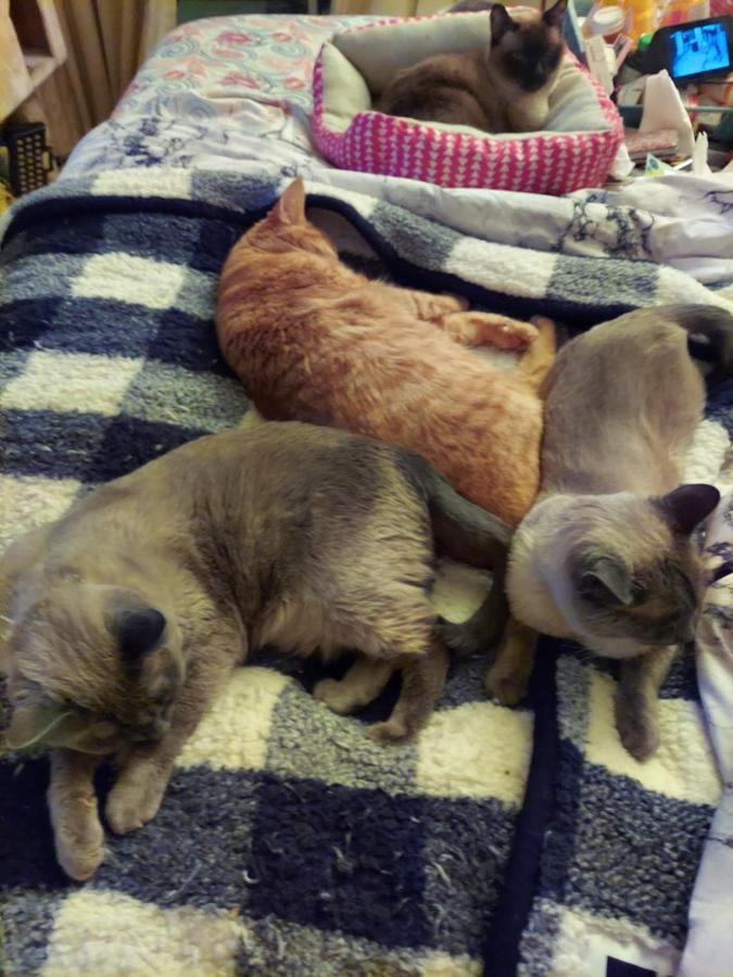 Catmosphere 2 Las Vegas Eksteriør billede